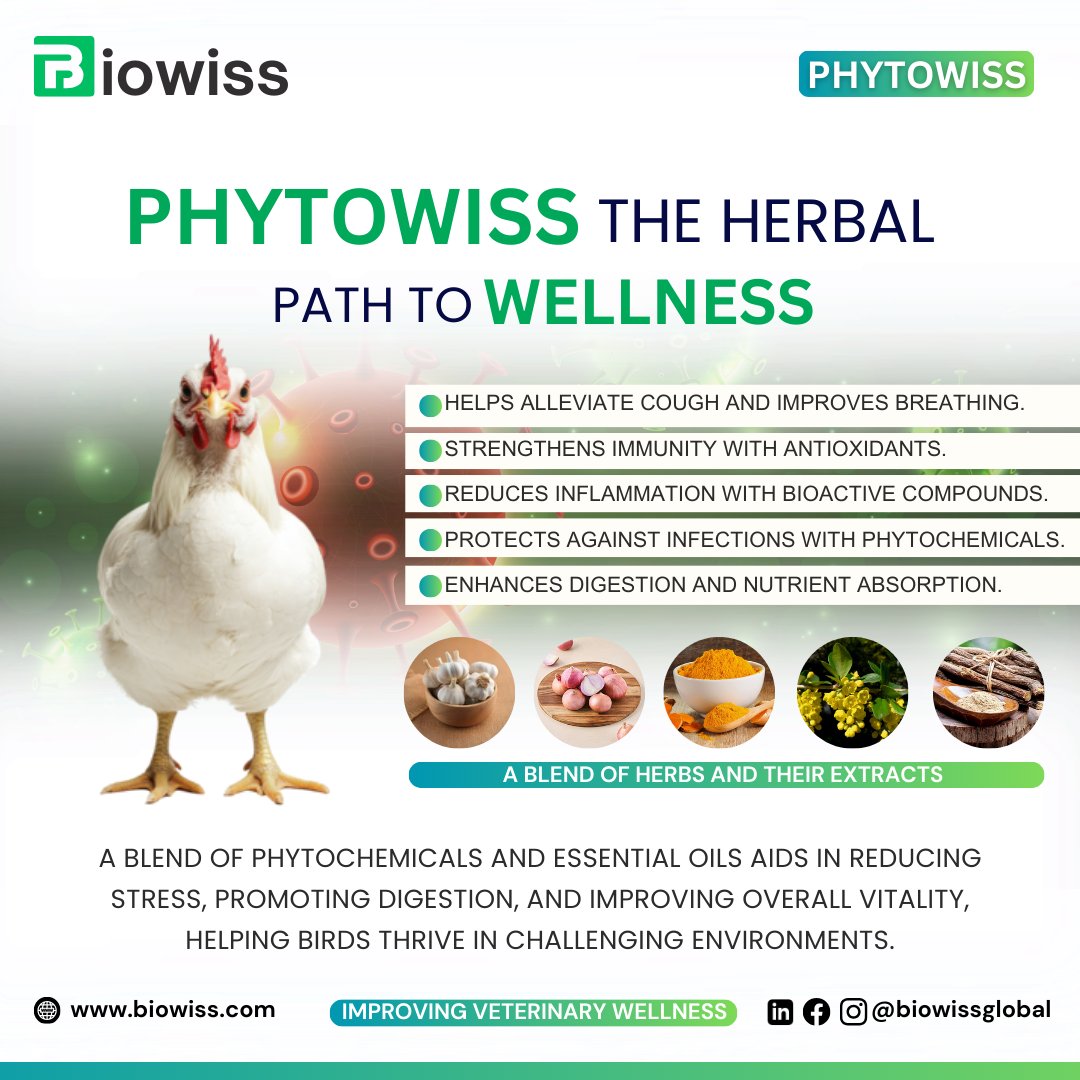 The Herbal Path to Wellness